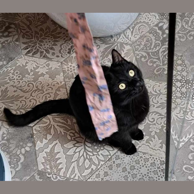 Photo of Shadow