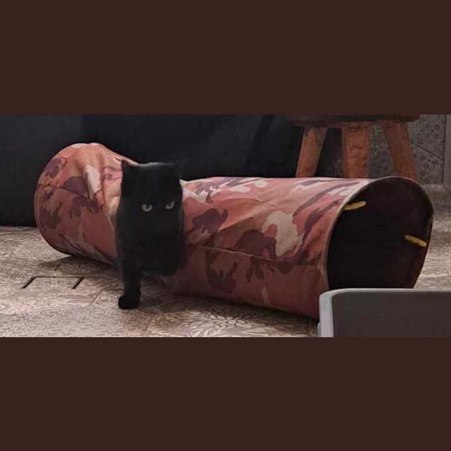 Photo of Shadow