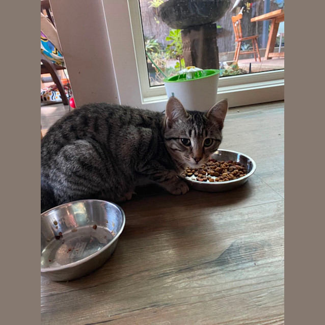 Photo of Stitch  Meet Me At Pet Stock Dandenong