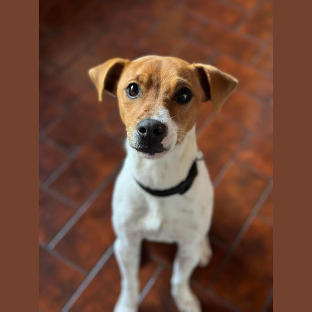 Photo of Jock 
