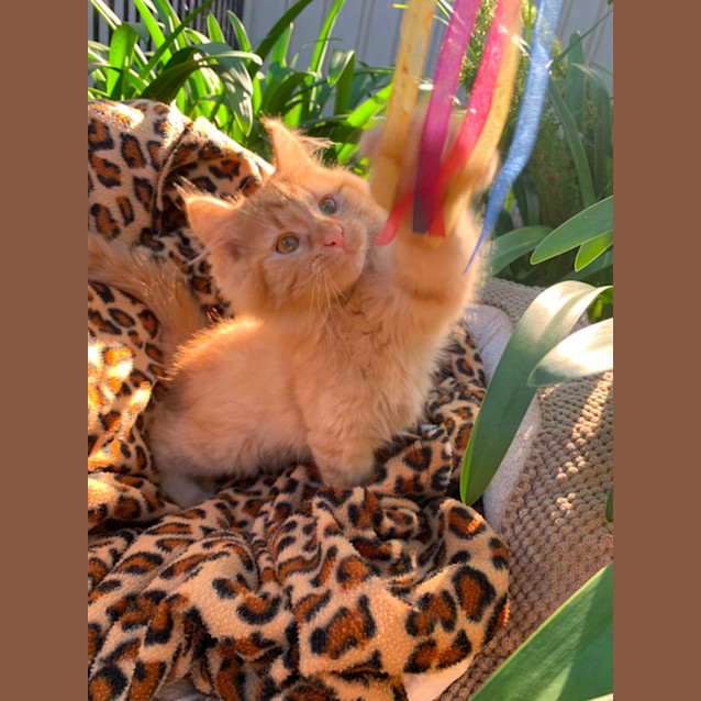 Photo of Jaggar😍💙🐾😽