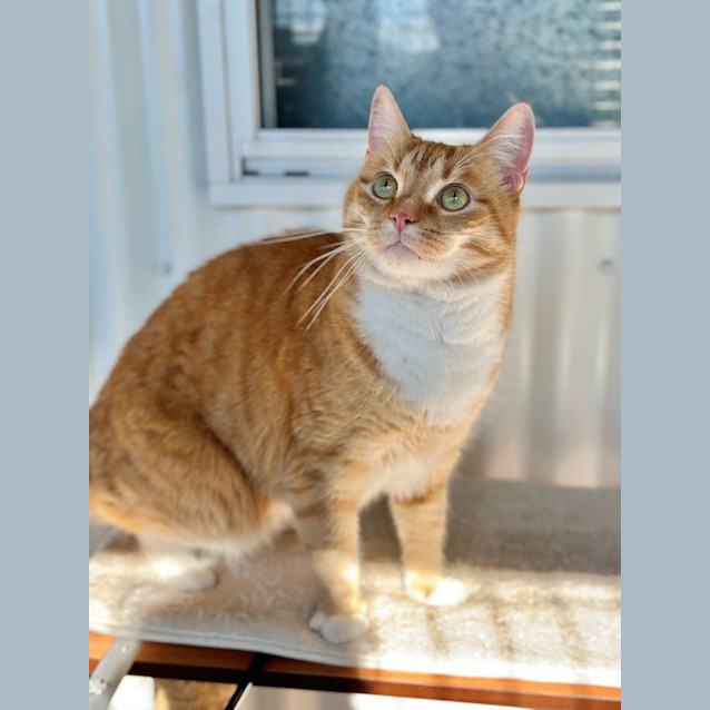 Photo of Cooper