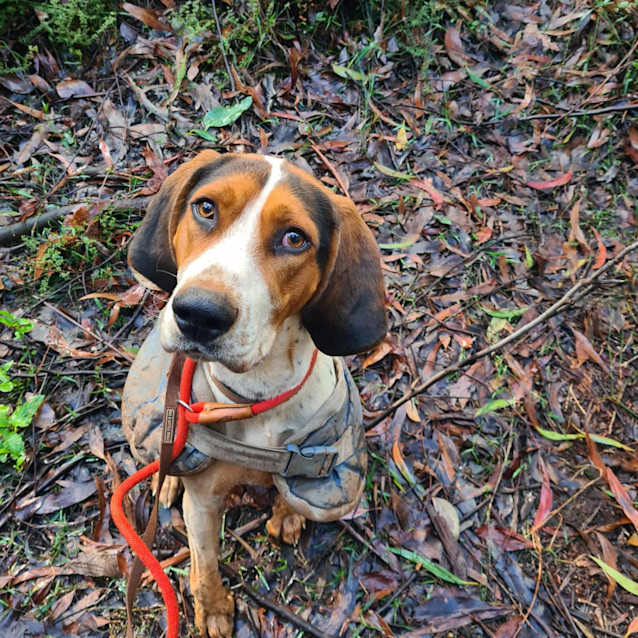 Photo of Scout