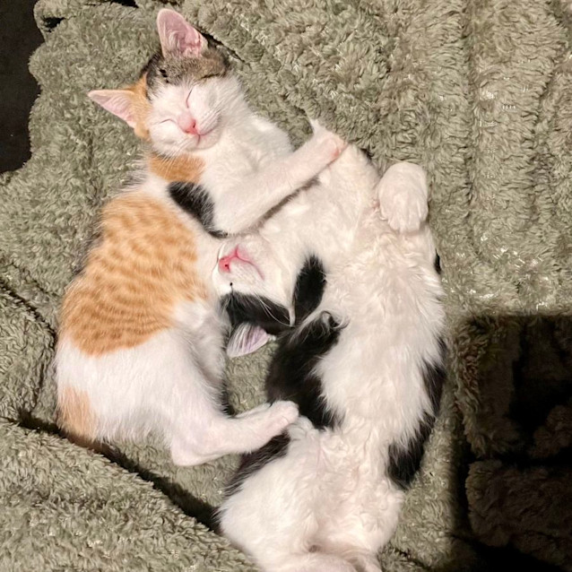 Photo of Jasper & Diamond