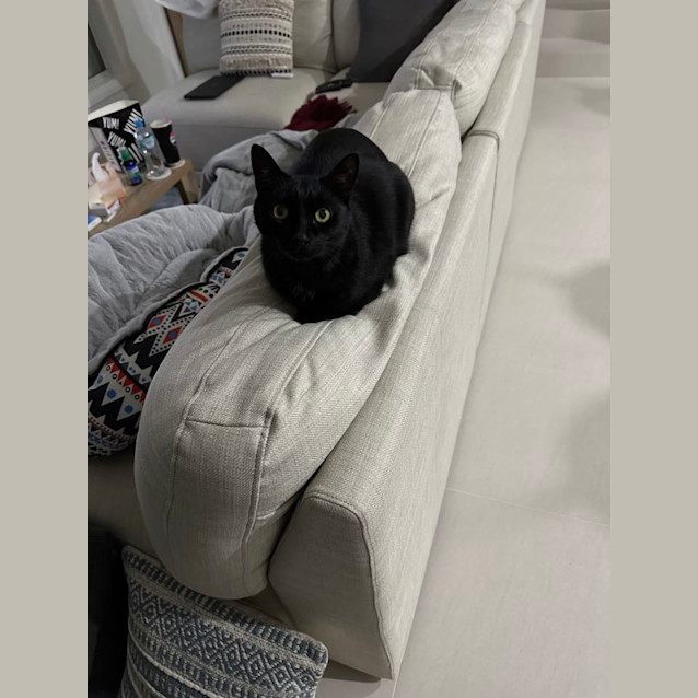 Photo of Rosie   9 Year Old Domestic Short Hair