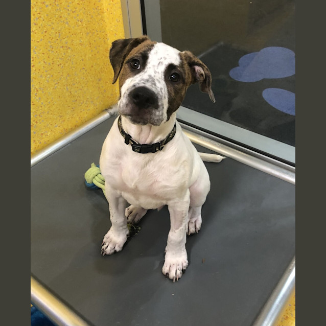 Photo of Buddy