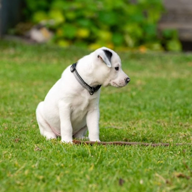 Photo of Snowy   8 Week Old Staffy X Cattle Dog (Trial)