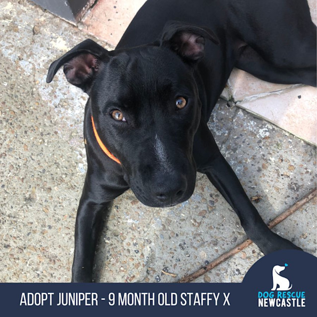 Photo of Juniper   9 Month Old Staffy X (Trial)