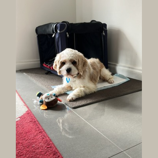Photo of Molly