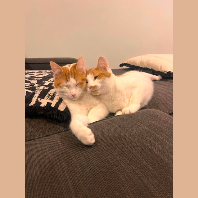 Photo of 🐈🐈 Ricky & Pouet 🐈🐈