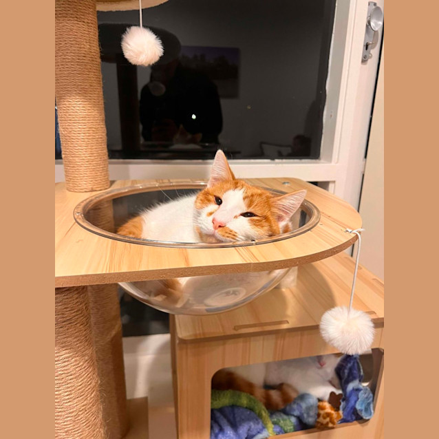 Photo of 🐈🐈 Ricky & Pouet 🐈🐈