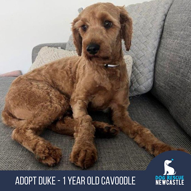 Photo of Duke   1 Year Old Cavoodle (Hold)