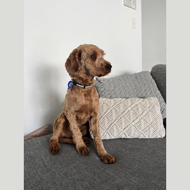 Photo of Duke   1 Year Old Cavoodle (Hold)