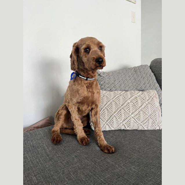 Photo of Duke   1 Year Old Cavoodle (Hold)