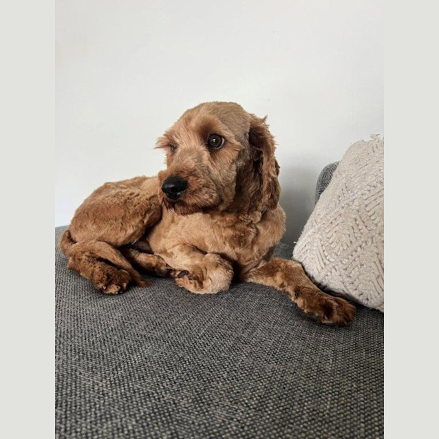 Photo of Duke   1 Year Old Cavoodle (Hold)