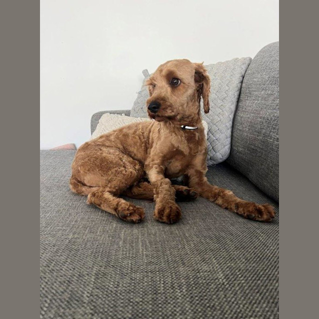 Photo of Duke   1 Year Old Cavoodle (Hold)