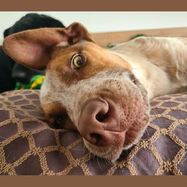 Photo of Chauncey