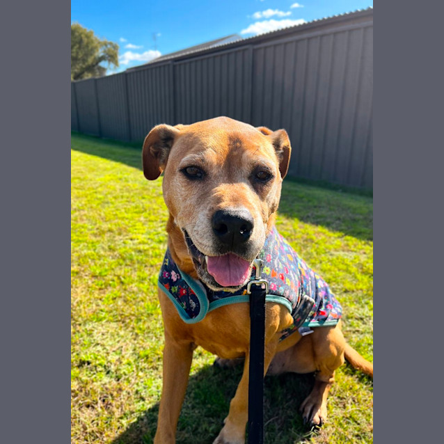 Photo of Sniper   10 Year Old Black Mouth Cur X Staffy