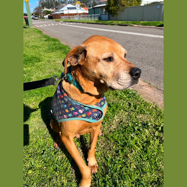 Photo of Sniper   10 Year Old Black Mouth Cur X Staffy
