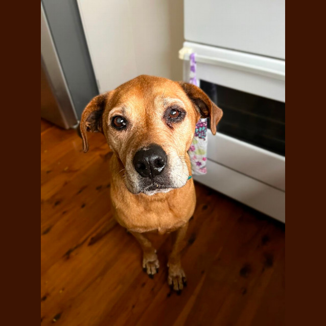Photo of Sniper   10 Year Old Black Mouth Cur X Staffy