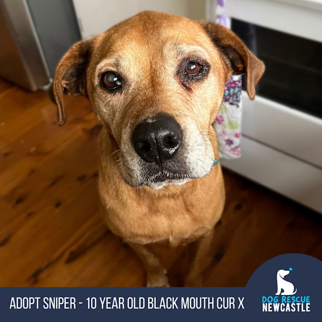 Photo of Sniper   10 Year Old Black Mouth Cur X Staffy
