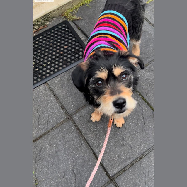 Photo of  Foosa 🧚‍♀️