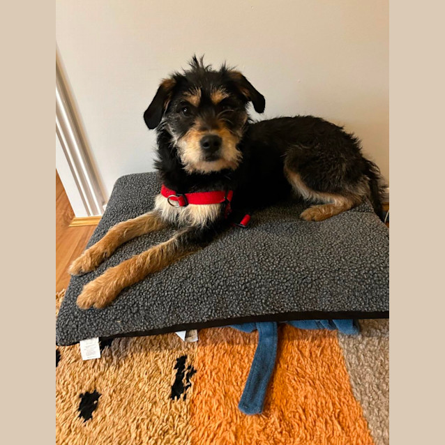 Photo of  Foosa 🧚‍♀️