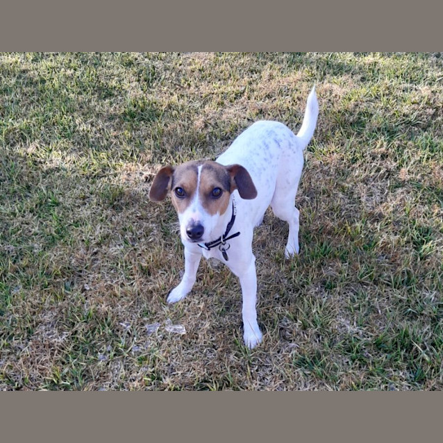 Photo of Bella Boo