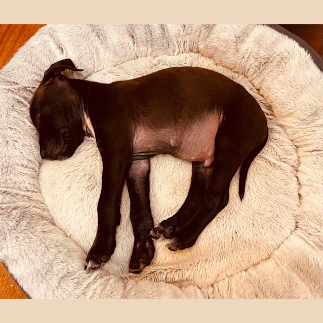 Photo of Ripley