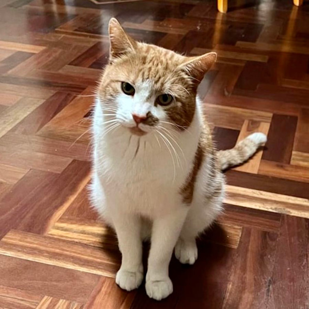 Photo of Gingerbread