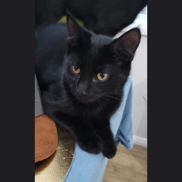 Photo of Sadie (Now Sable)