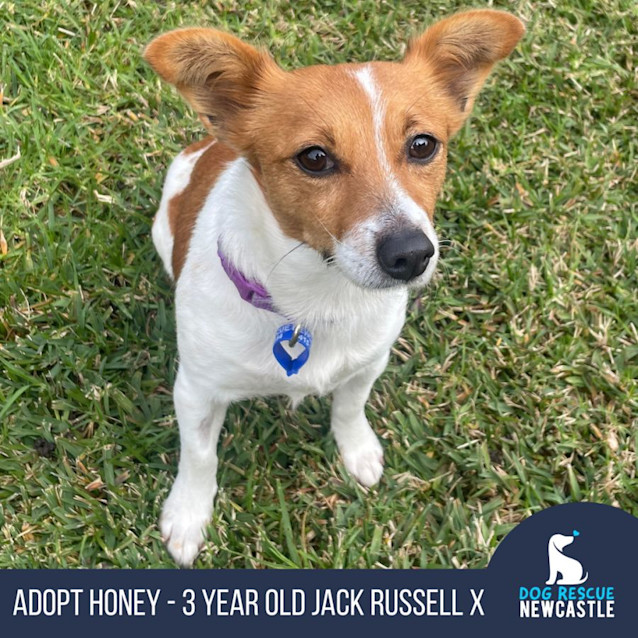 Photo of Honey   3 Year Old Jack Russell X Foxy (Trial)