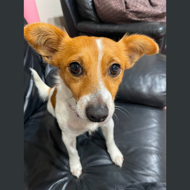 Photo of Honey   3 Year Old Jack Russell X Foxy (Trial)