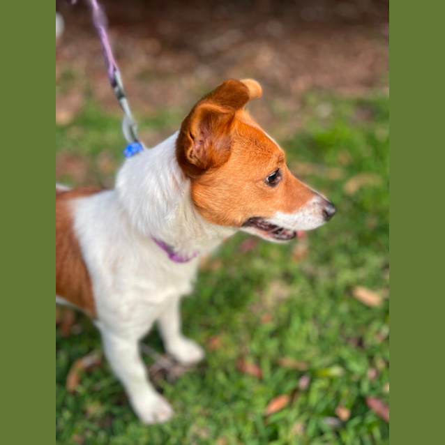 Photo of Honey   3 Year Old Jack Russell X Foxy (Trial)