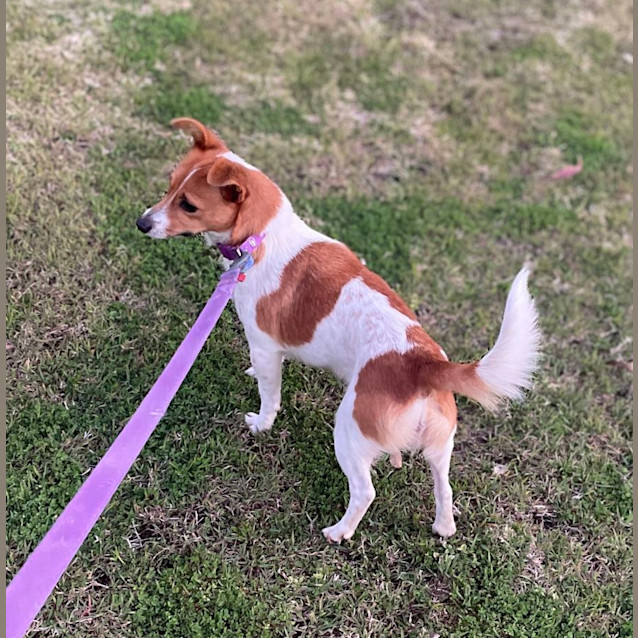 Photo of Honey   3 Year Old Jack Russell X Foxy (Trial)