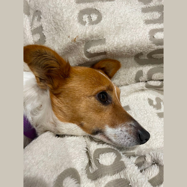 Photo of Honey   3 Year Old Jack Russell X Foxy (Trial)
