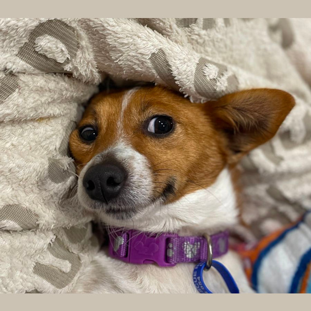 Photo of Honey   3 Year Old Jack Russell X Foxy (Trial)