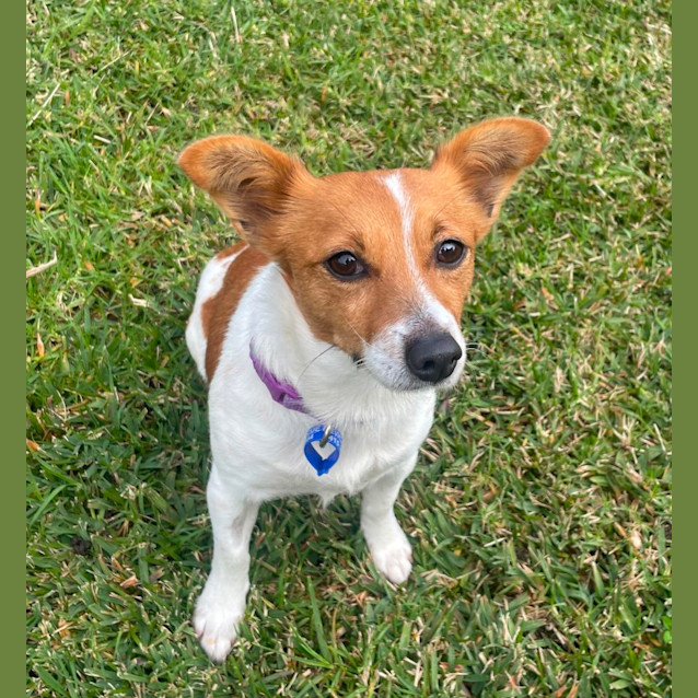 Photo of Honey   3 Year Old Jack Russell X Foxy (Trial)