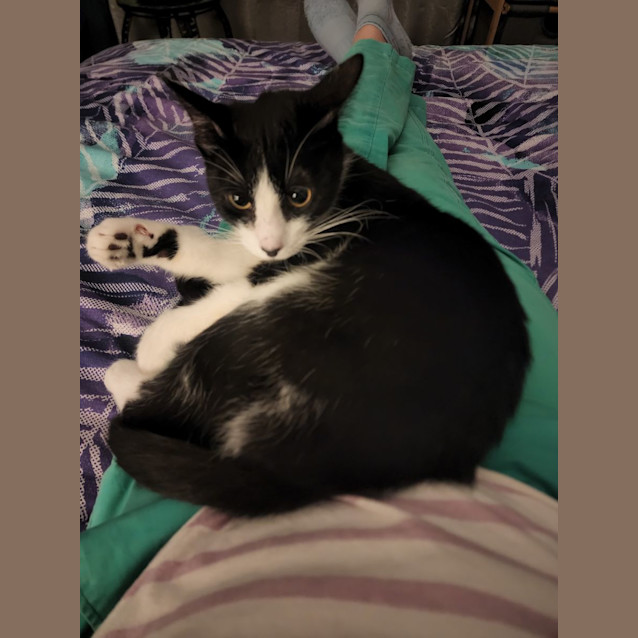 Photo of Smudge
