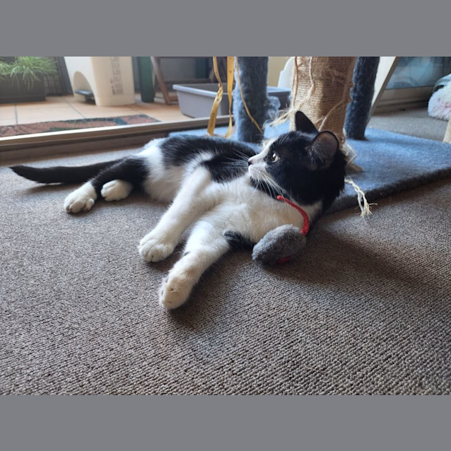 Photo of Smudge