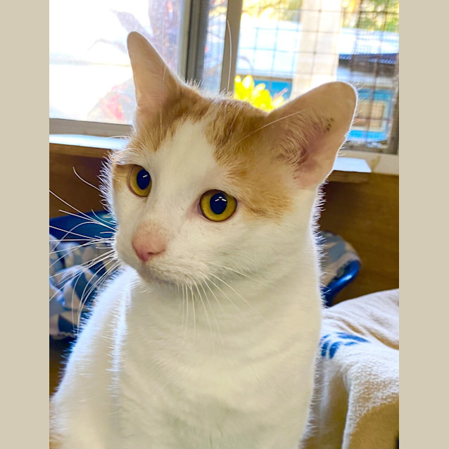 Photo of Sherbet
