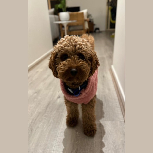 Photo of Lola   15 Month Old Cavoodle (Trial)