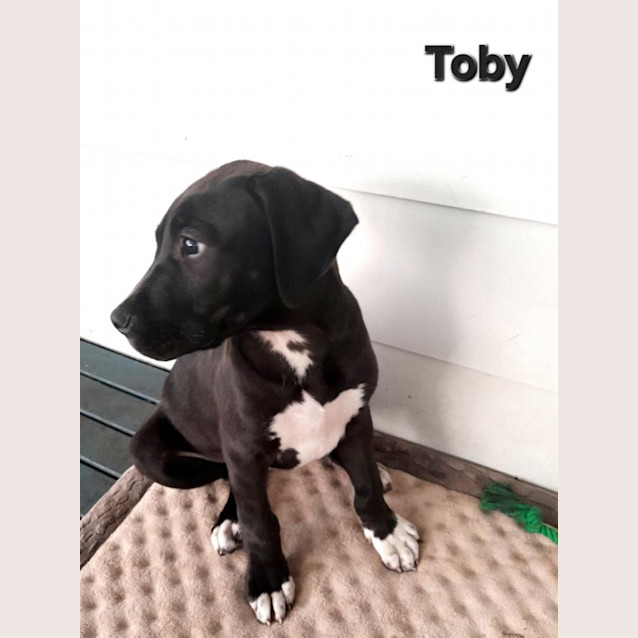 Photo of Toby