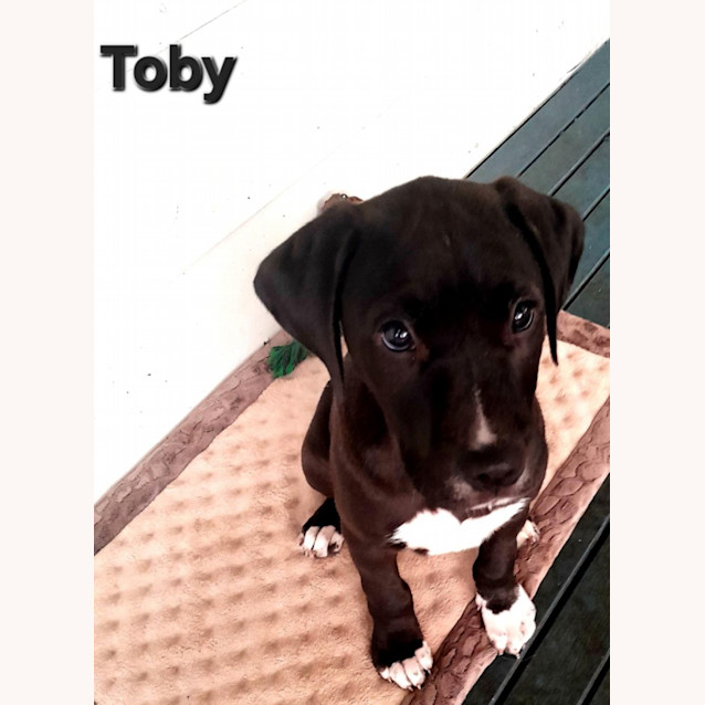 Photo of Toby