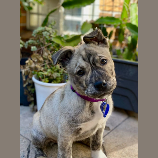 Photo of Scout   3 Month Old Husky X