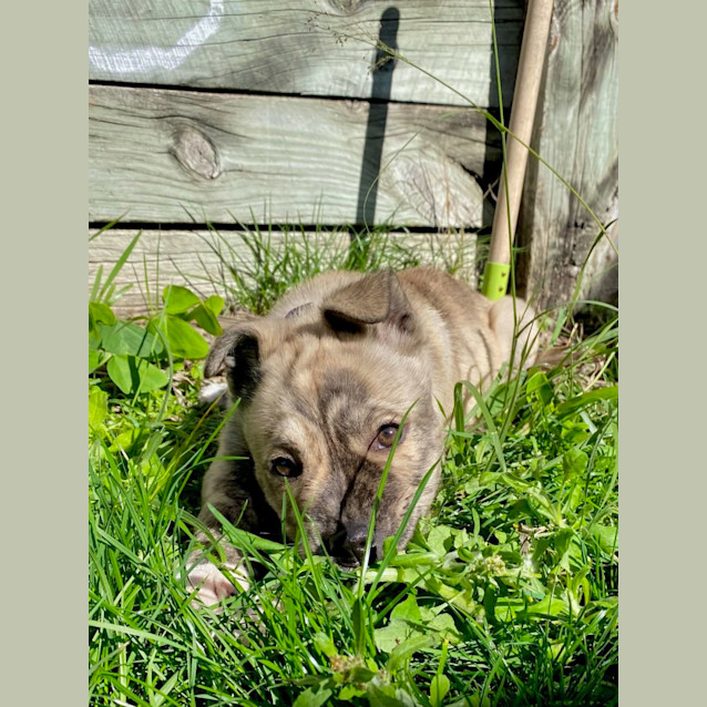 Photo of Scout   3 Month Old Husky X