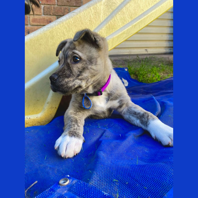 Photo of Scout   3 Month Old Husky X