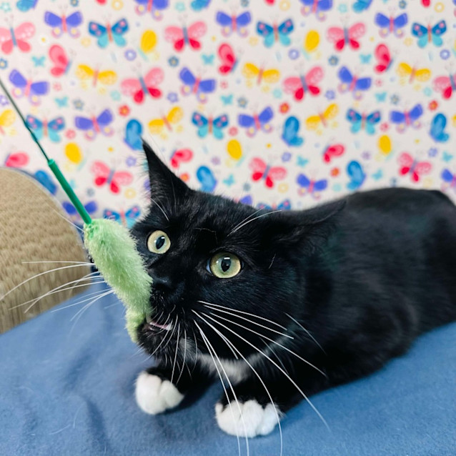 Photo of Moose   Located In Preston