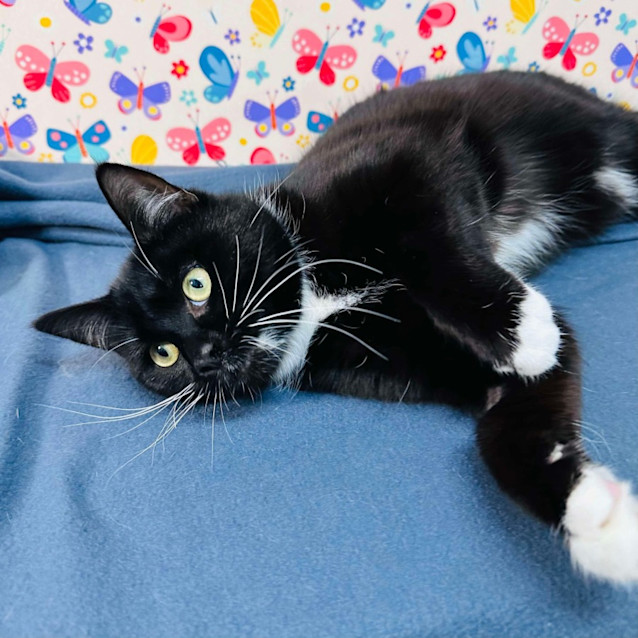 Photo of Moose   Located In Preston