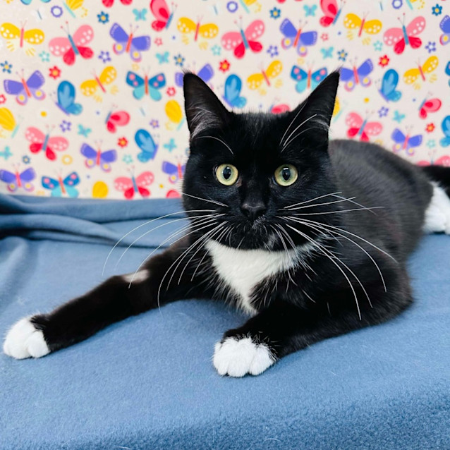 Photo of Moose   Located In Preston